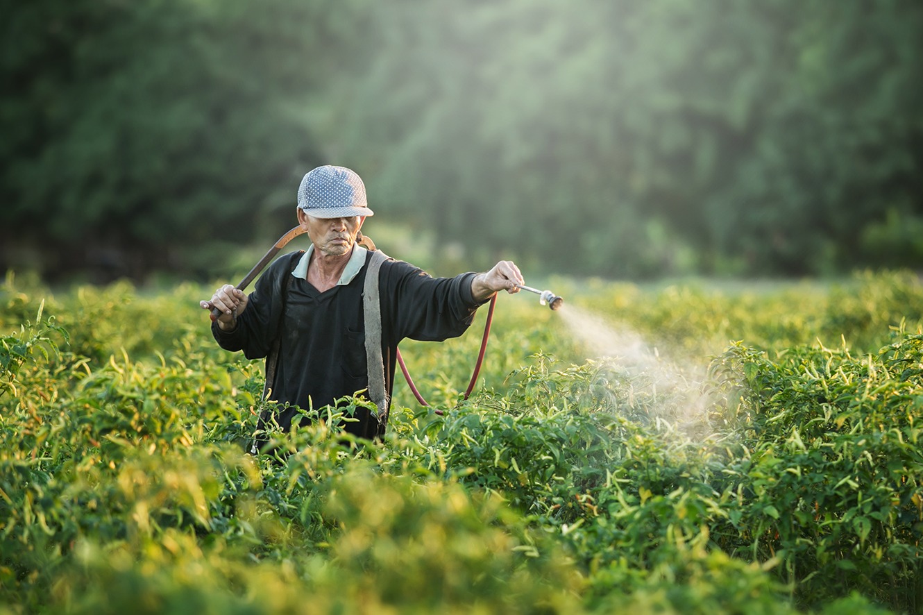 Farmers spraying accelerate flowering plants in the garden pepper sunset time.